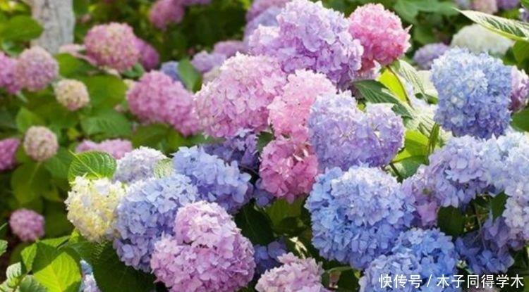 家里养上“4种花”，好养易打理，花色柔美，花朵烂漫迷人