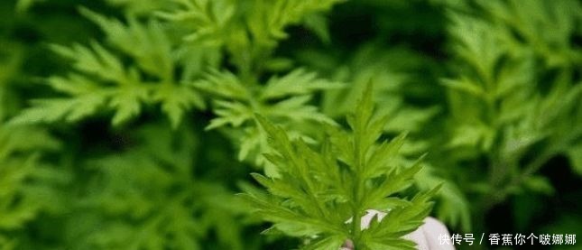 男女|艾葉煮水真是太厲害了，解決了男女不少的麻煩，現(xiàn)在明白還不晚！