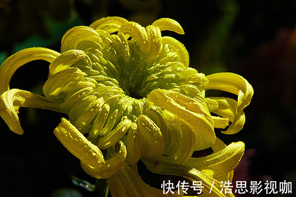 常喝|泡菊花加一宝,女人常喝,排毒燃脂,视力好了,肝也越来越健康!