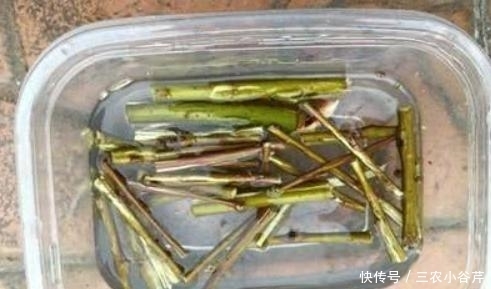 这是“天然”生根剂,路边捡一把,泡在水里,生根快速,浇花也旺