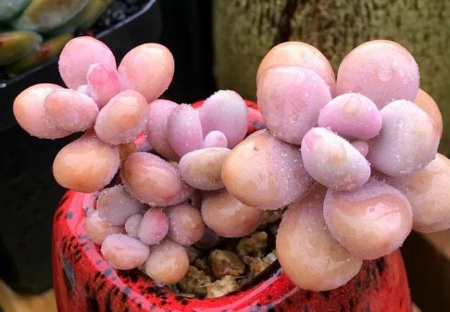 养护|9月开始,养桃蛋“牢记”2个字,半年养的“胖嘟嘟”,萌化了