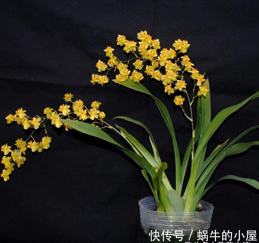 不同环境适合养的盆栽花卉，选合适自己的开花植物很重要