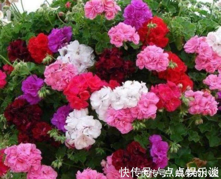 四季海棠四季海棠|4种花美的出奇,不仅花好看,名字也好听,好养漂亮!