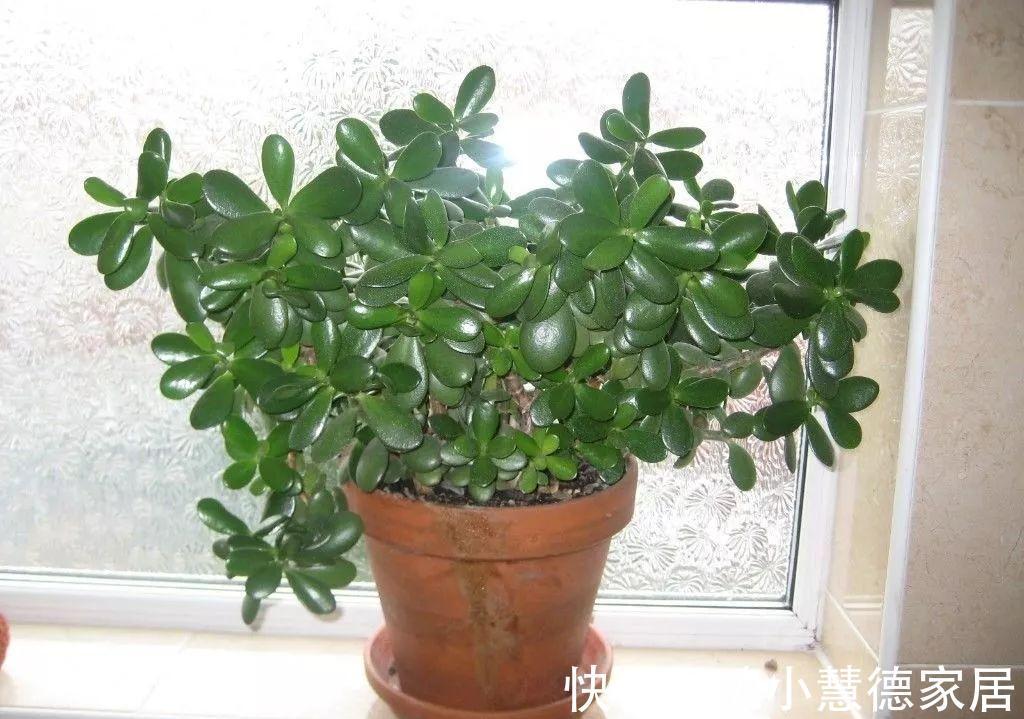 秋冬天冷,怎么“保全”植物盆栽?通过这些途径御寒就好了