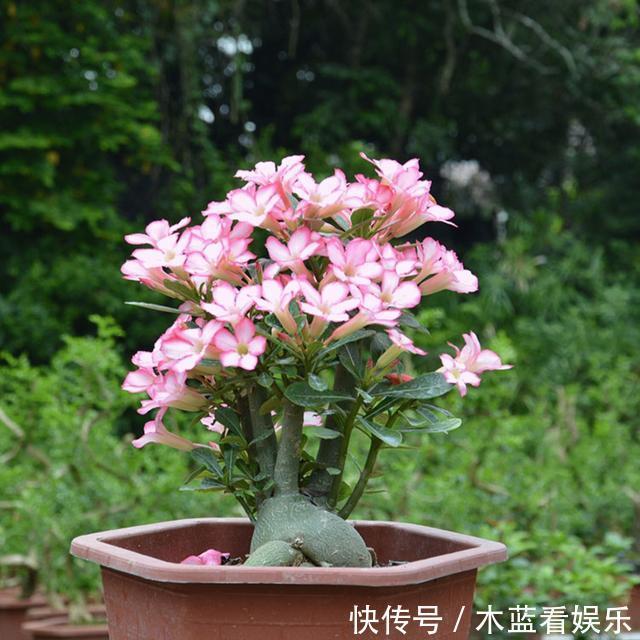 光照|养沙漠玫瑰,有4个技巧,枝干饱满,花繁叶茂,开花一年比一年多