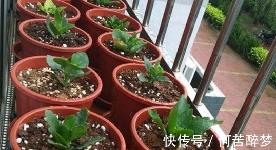 修剪掉的长寿花枝叶该不该扔,怎么处理好?