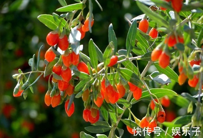 感冒发烧|每天吃点枸杞,能滋阴、养颜、抗衰老,值得分享给身边的朋友