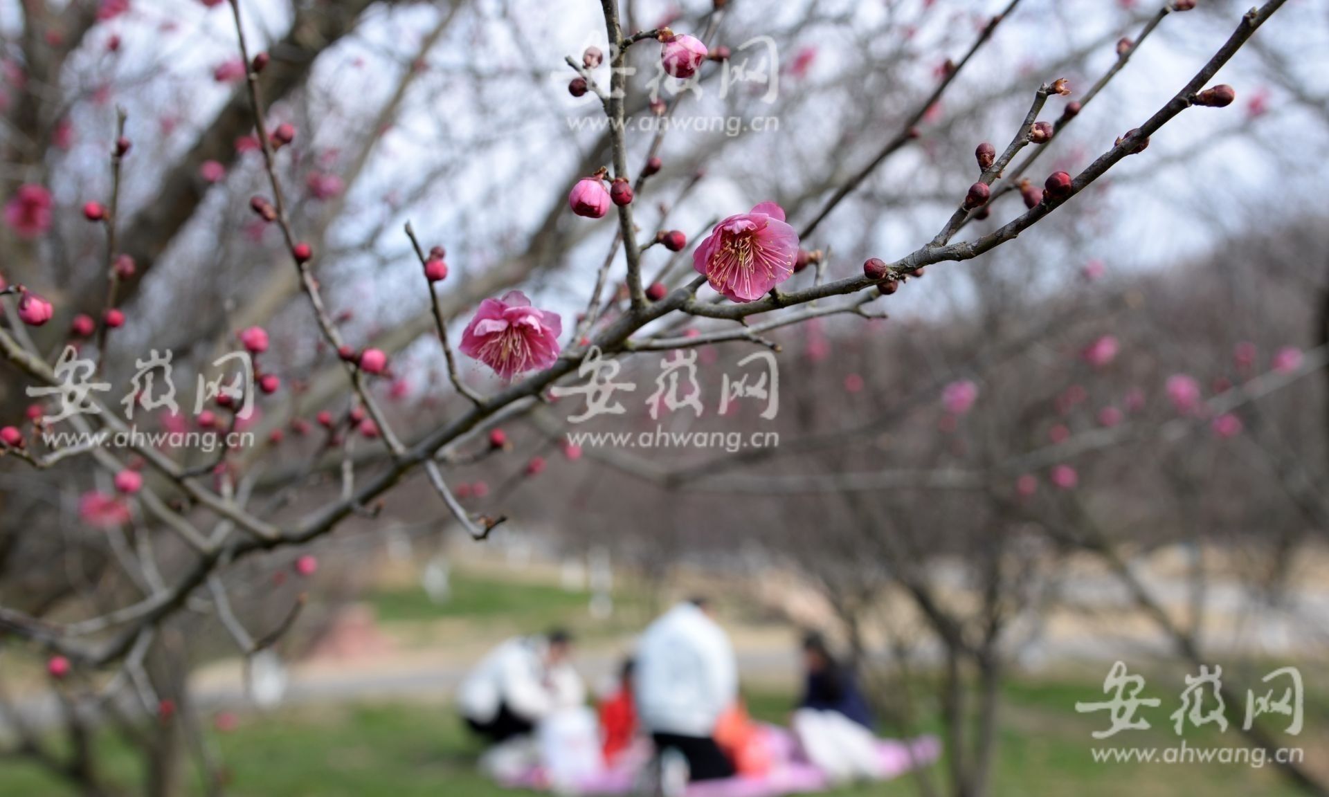 梅花|淮南梅园梅花绽放市民前往游玩（组图）