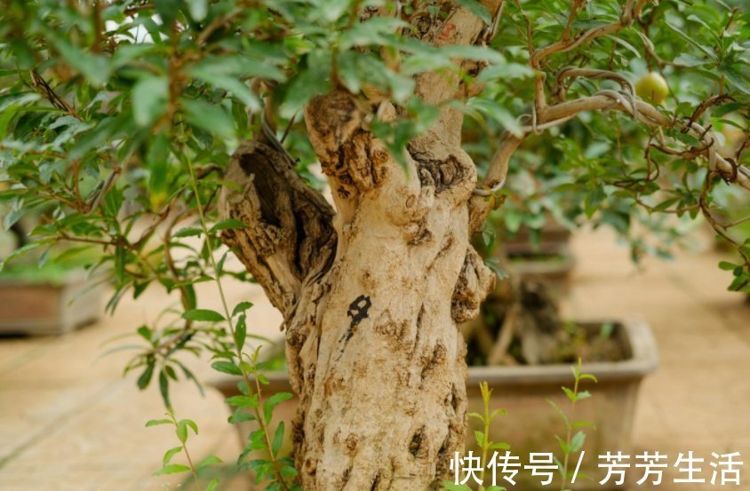 花花|盆栽石榴模样土?少了修剪这一步,咔嚓咔嚓,高大上