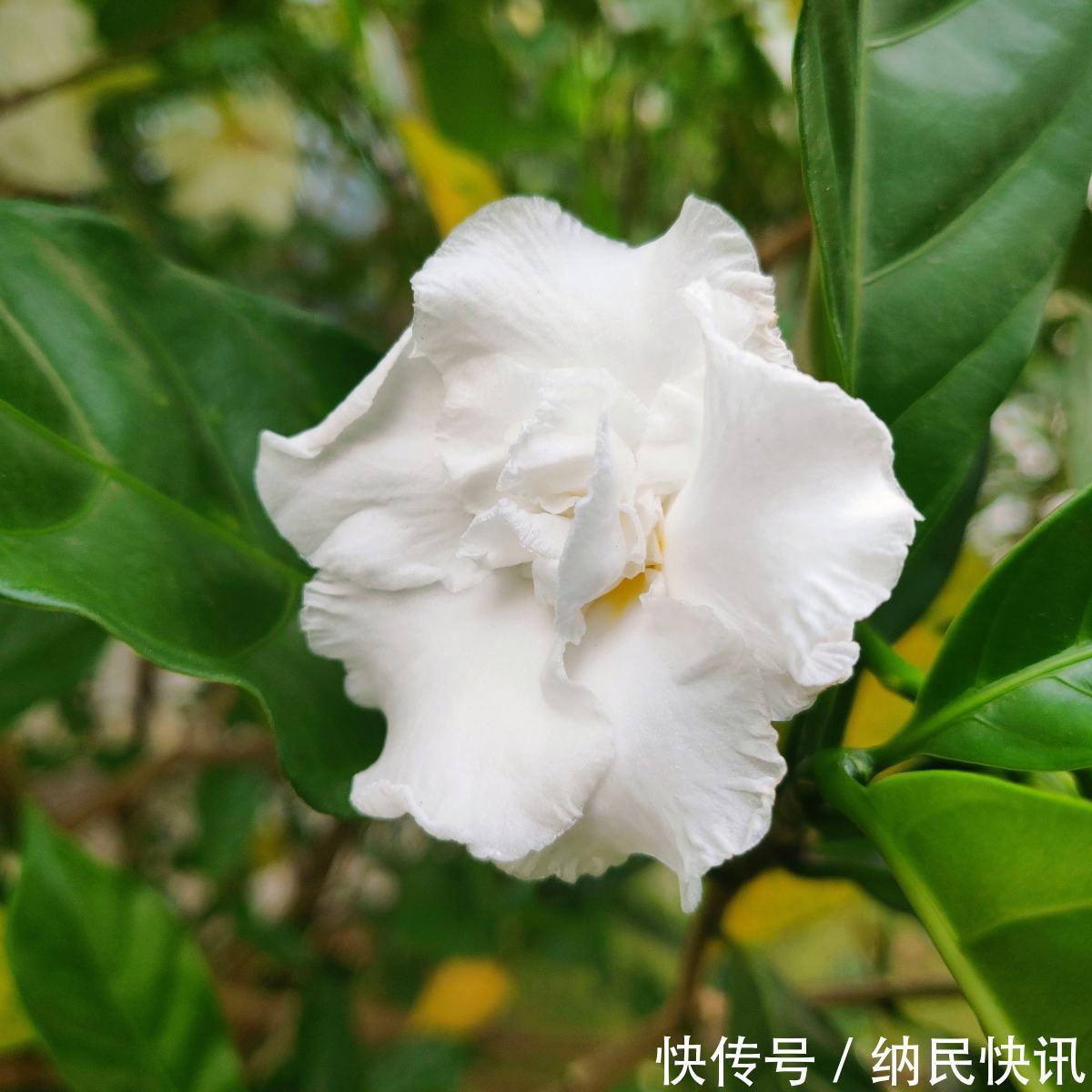 这花名字难听，长得却好看，花香淡雅，朋友看了都想种！