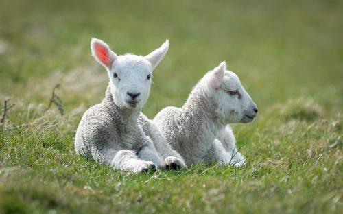 农历|生肖羊出生在几月份，不是苦命人，好命又富裕，不受累也不受穷