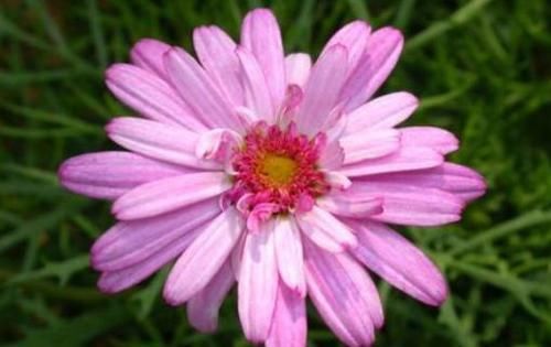 开花|最会开花的4款花,全年花开,花多易爆盆,种植简单,室内也能栽