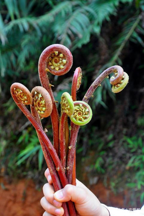 野菜|这种草能长到一米左右,叶子很独特是一种备受人们喜爱的野菜!
