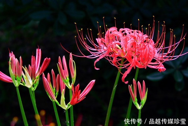 神雕|神雕中的情花有毒,杨过因它受16年相思之苦,如今却有人敢养它