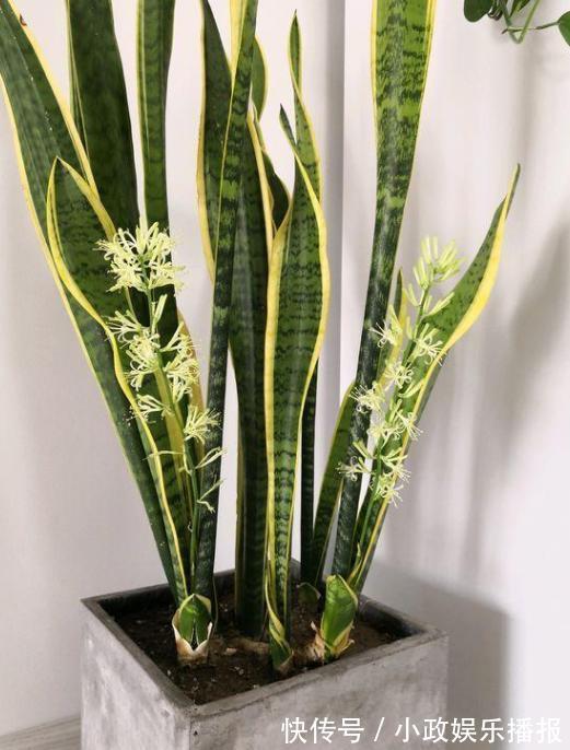 新手养花通病羡慕别人家牢记2个小常识，居家盆栽少犯错