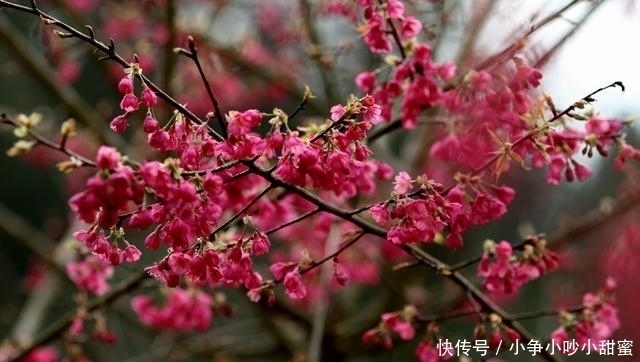 种植|最适合庭院、屋顶绿化种植的植物,各月开花顺序整理,不收藏吗?