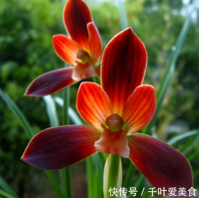 兰花|这种植物堪称“国兰第一红”,红艳而不俗,新手也能养好