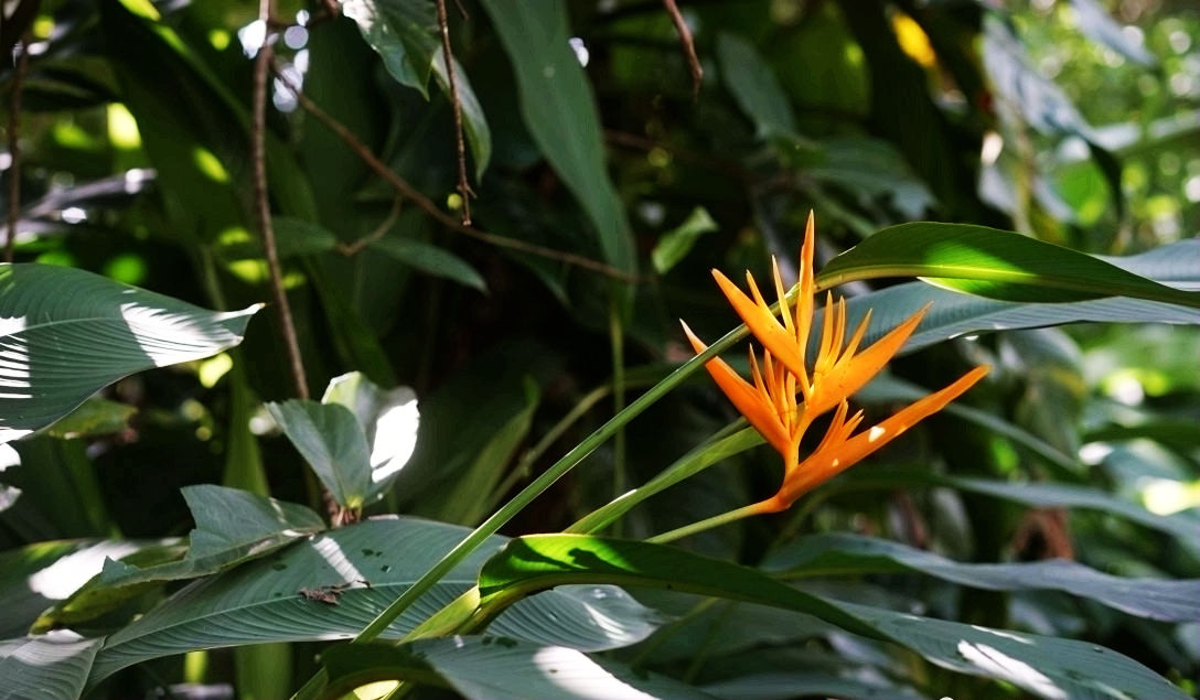 热带经济|美丽的植物园，独特的植物景观——游兴隆热带植物园