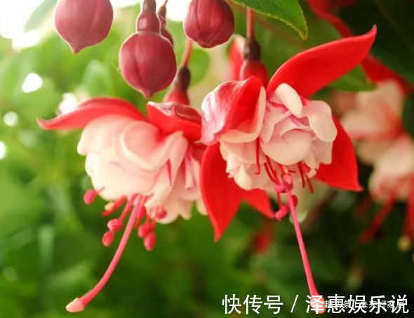 喜欢玫瑰,不如养“精品月季” 全球美人,金光灿烂,高端大气