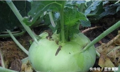 常吃|谁吃谁好的几种野菜，推荐常吃，清热解暑，养肝明目、抗菌消炎