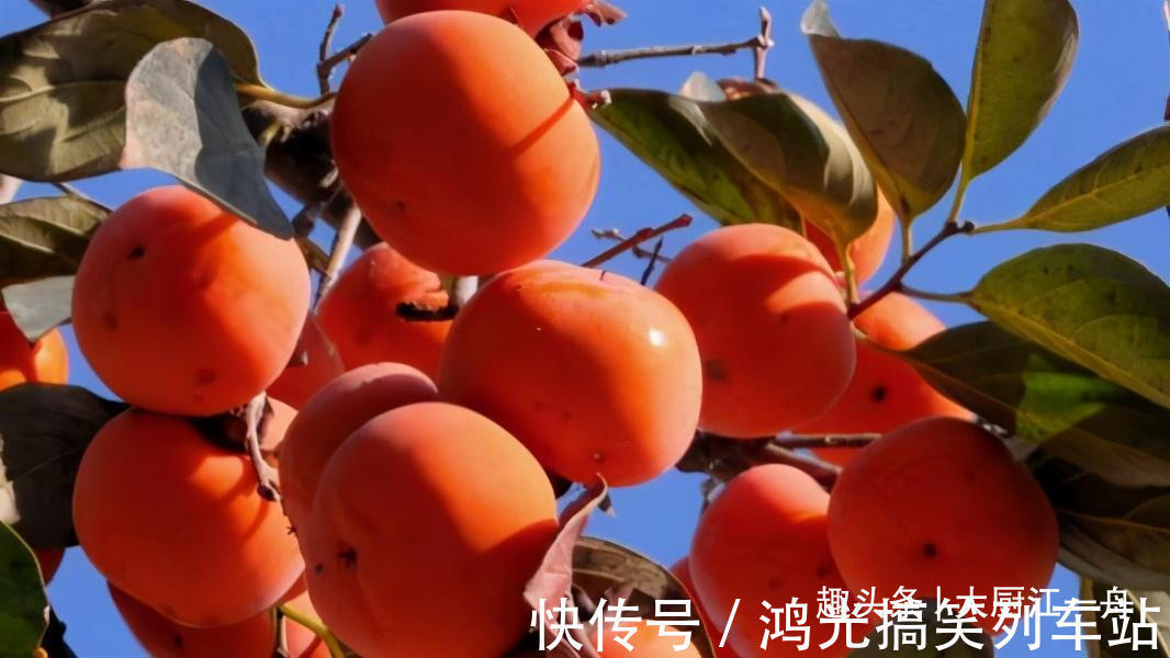 做柿子饼时，直接晒是不对的！教你1招，只需5天就能晒成