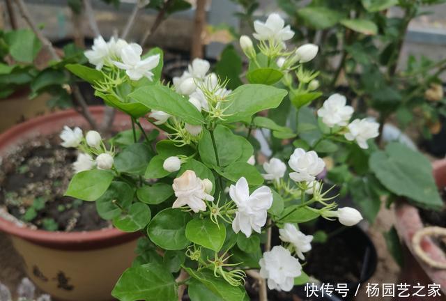 家中养茉莉花,注意“5件事”,一年到头花不断,香味十足