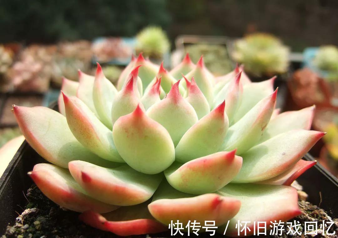 多肉中的美仙子,凭实力排在首榜,不养它是你的损失