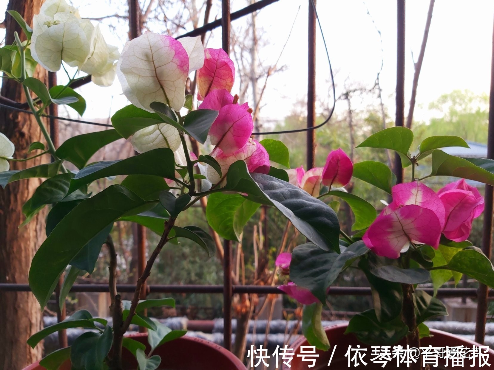 一茬花|三角梅花谢了,趁着还没入冬,“2件事”尽早做,来年轻松开爆盆