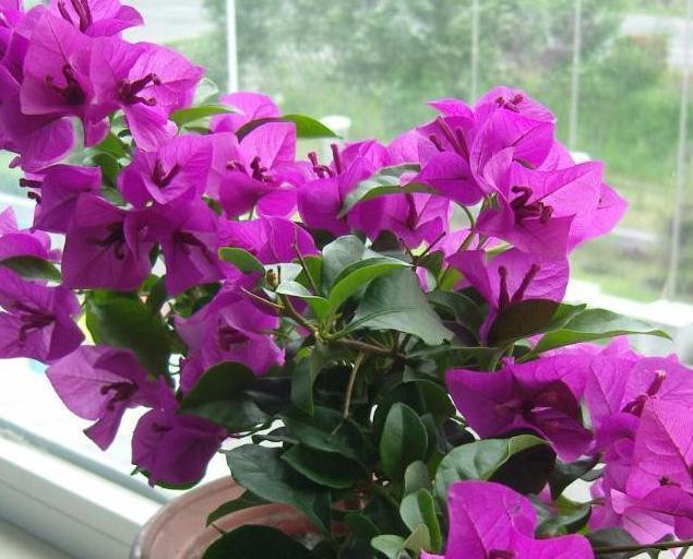 3盆花很怕冷,入冬后养室内,做好保暖很重要,别大意了