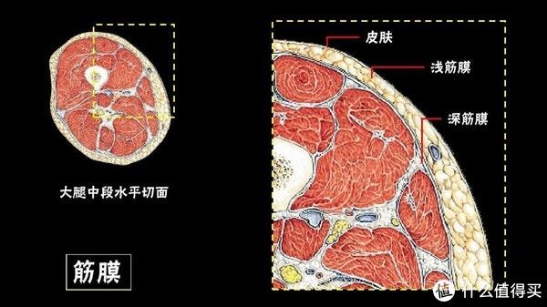 评测|网红产品都是智商税?云康宝金属迷你筋膜枪对比网红迷你筋膜枪评测