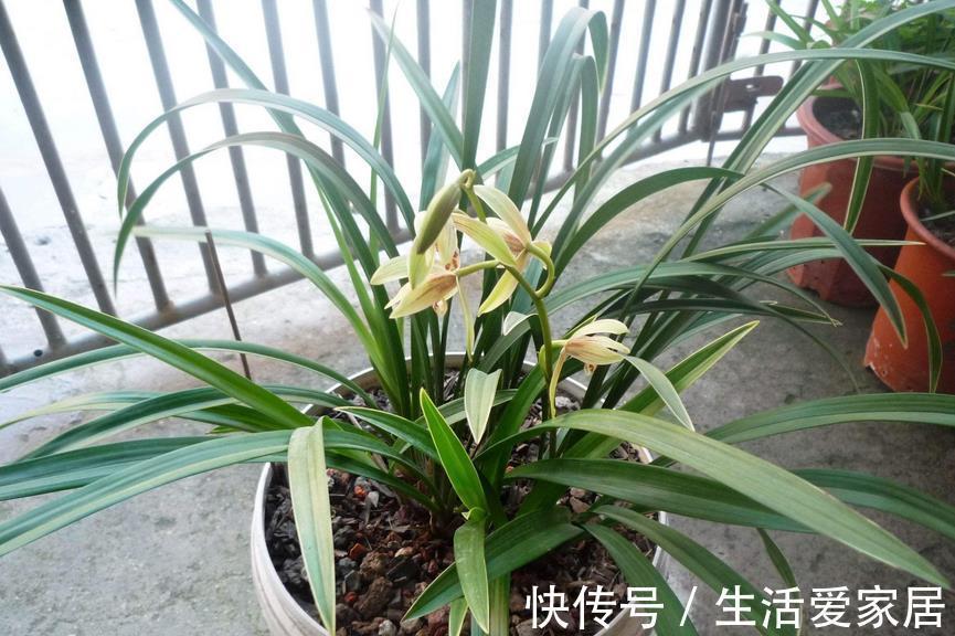 因素|哪些因素会导致兰花盆栽烂根？