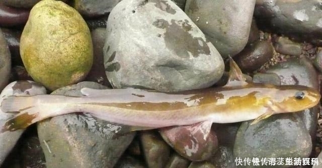 江里钓了条“黄颡鱼”,有人却说它是“石扁头”,你见过这种鱼吗