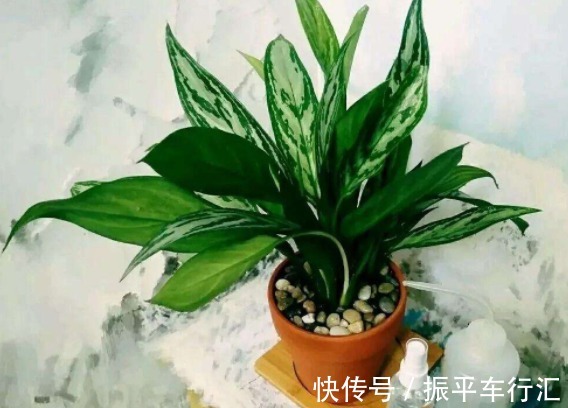 盆栽的4种“吸毒花”，让病菌无所遁形，散发清香，对阳光需求少