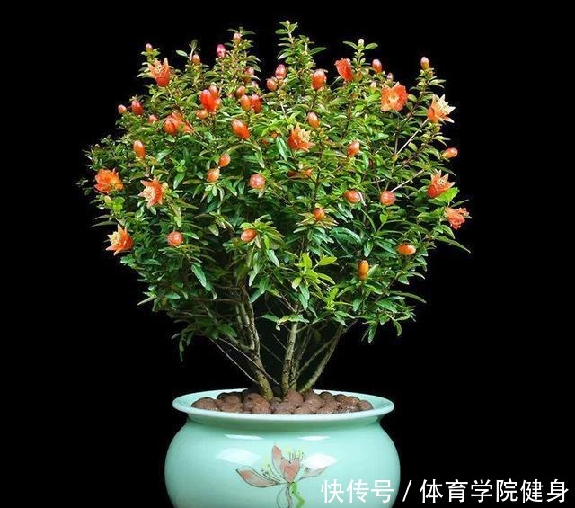 养盆栽石榴,把这3点做好,枝干壮实开花多!