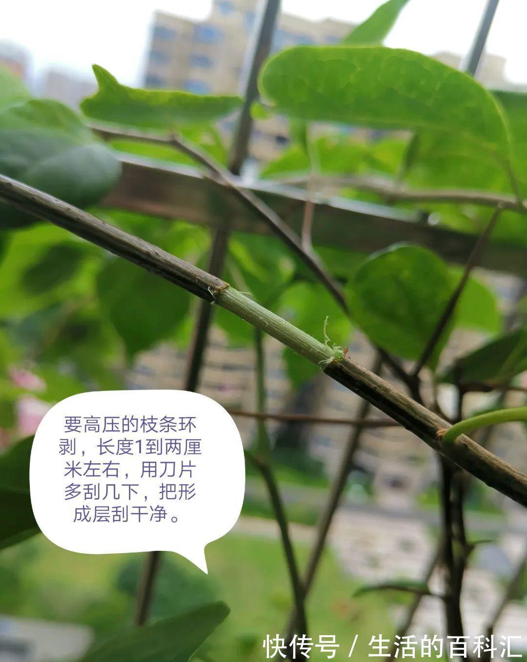 这花不用扦插，枝条套个塑料袋，大白根呼呼冒养花大全昨天