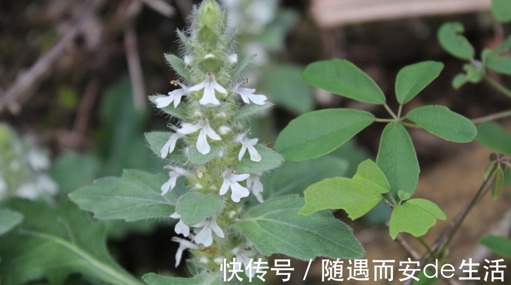 野草|农村地区有这样一种植物，堪比“金疮药”，你们可曾见过？