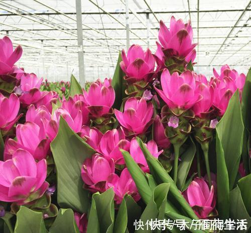 种花|夏天种下4种花，漂亮好养不怕晒，越晒太阳花越多，绽放层叠群花