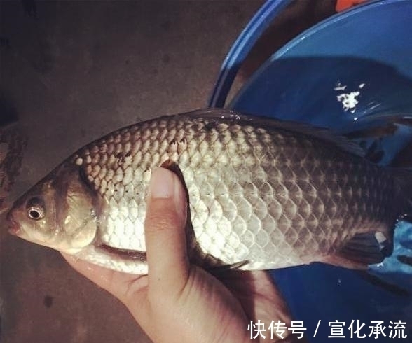 钓法|野钓最容易爆护的钓法,下钩几分钟就上鱼,没五年野钓经验玩不动