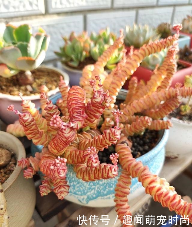 一个月没看的多肉,竟然让人腰酸背痛……