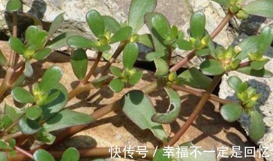 补肾排毒|女人不想显老,多吃以下3种食物补肾排毒,抗衰老,显年轻!