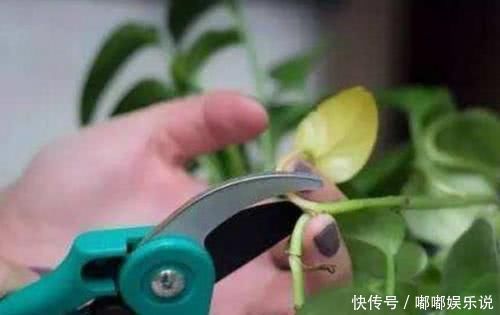 这几种花黄叶也别丢，咔咔“来几刀”，15天冒新芽，还会长花苞