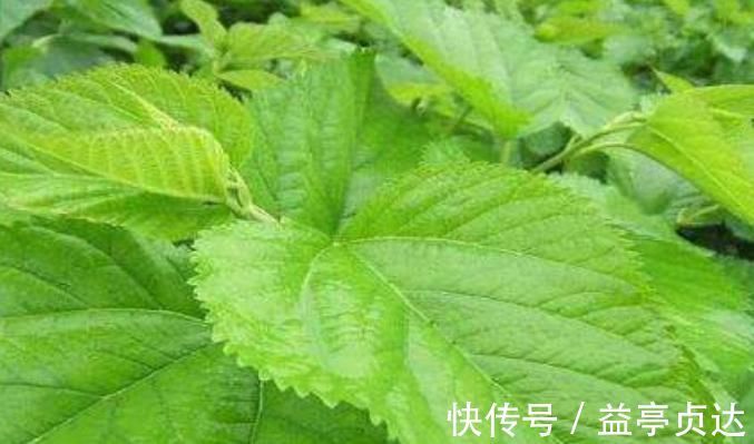 西兰花|高血糖的人，生活中可劲儿吃5物，可有效调节胰岛功能，稳定血糖