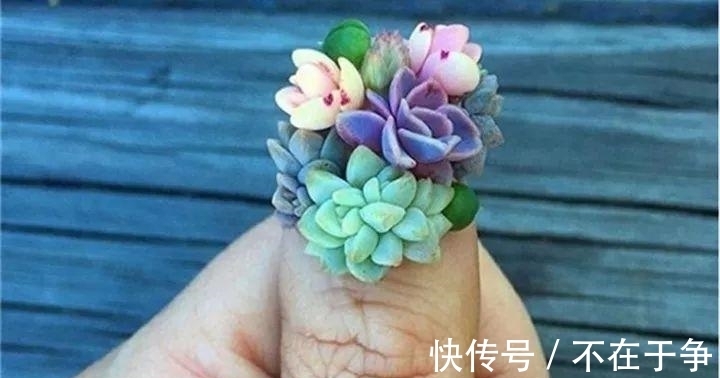 白美人|“拇指大”的花盆，被她塞了几十棵多肉，养一年都不是事！