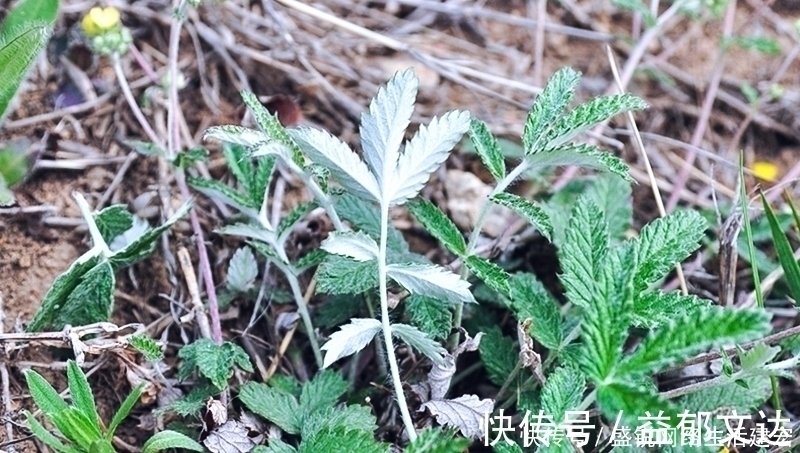 本草便读|根似人参却不是“参”,长在农村过去常忽视,如今20元一斤
