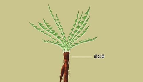 体质|一阴虚就火旺,阴虚火旺体质的人,有哪些特点怎么调理才好