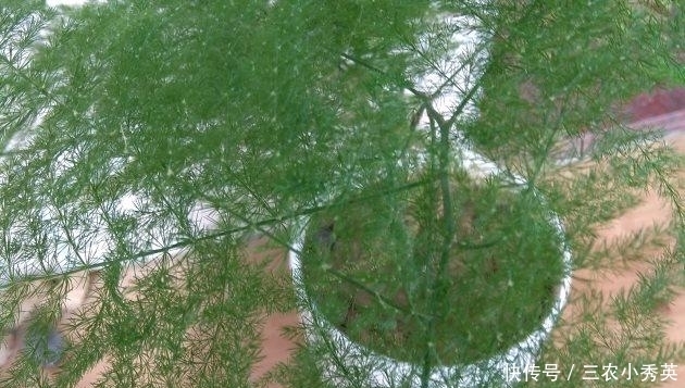 四季|文竹这样养, 枝叶翠绿, 四季常青!