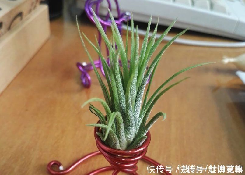 4种花别用土养,一浇水就烂根,最后1种很神奇,倒挂空中也开花