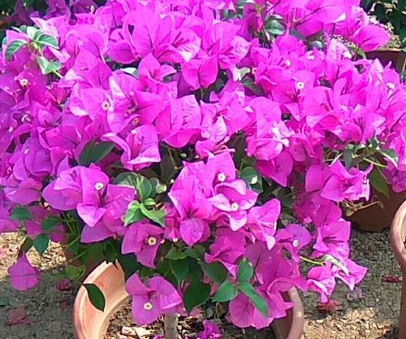 花友|养三角梅,记住5点,根壮叶绿,四季开花