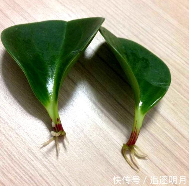 错过|养豆瓣绿不要错过,叶子都能长一棵,一次繁殖100盆,爆盆快