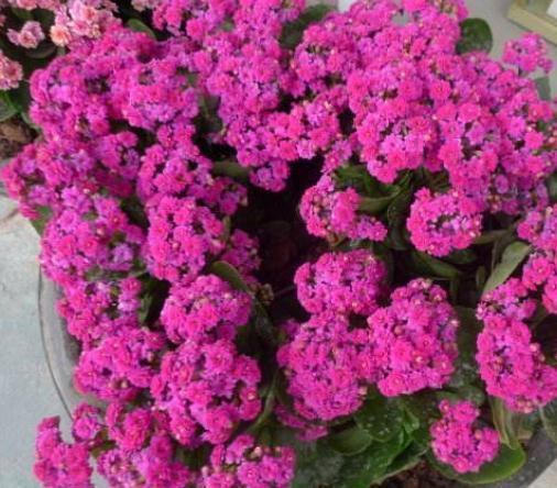 长寿花“犯傻”不开花“收拾”一下,花苞立刻上枝头,花朵旺